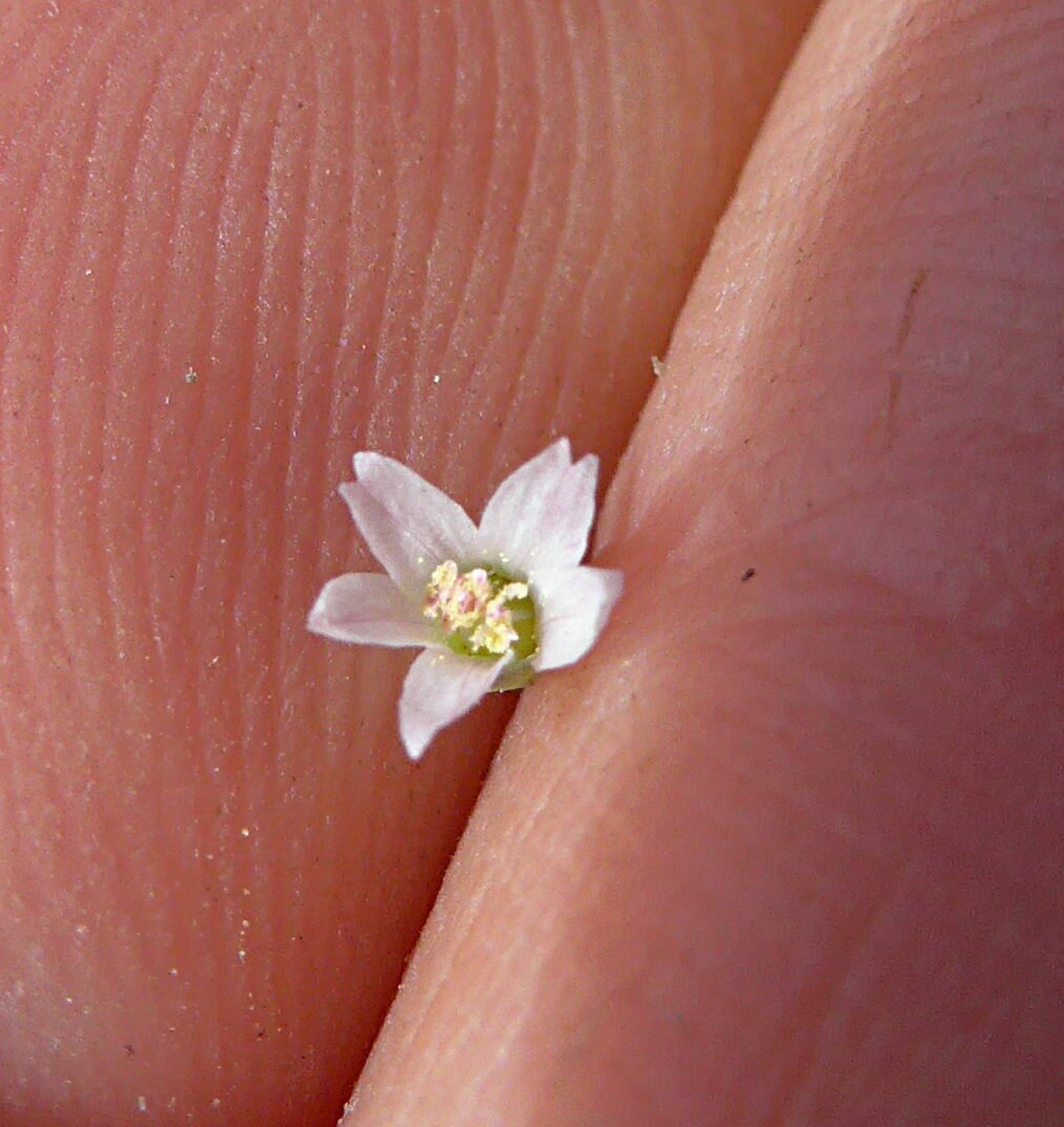 High Resolution Hesperolinon micranthum Flower